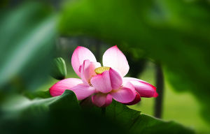 小花木荷 小花木荷