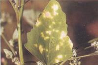 藥用植物藜霜霉病