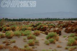 沙生植被 沙生植被