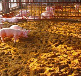 發酵床養殖 發酵床養殖