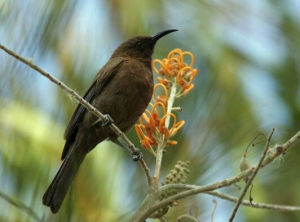 暗攝蜜鳥 暗攝蜜鳥