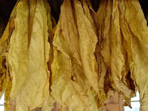 富谷村特色產業-菸葉