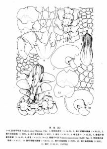 摺扇耳葉苔 摺扇耳葉苔