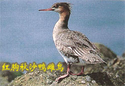 （圖）紅胸秋沙鴨