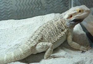 中部鬃獅蜥 中部鬃獅蜥