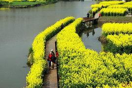 興化油菜花 興化油菜花