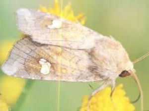 仿勞粘夜蛾 仿勞粘夜蛾