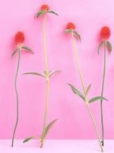 長花野丁香（變種）