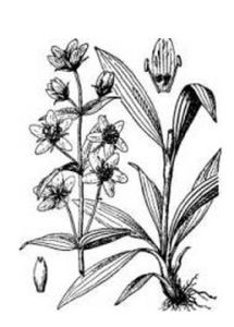 大藥獐牙菜 大藥獐牙菜