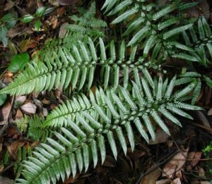 密葉劍蕨 密葉劍蕨