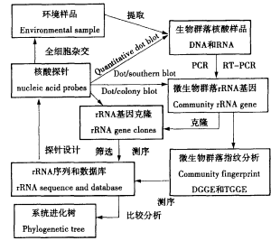 分子生物學在石油微生物多樣性研究中的套用