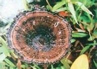 雲南假芝 雲南假芝