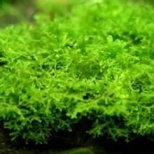 毛鱗苔屬 毛鱗苔屬