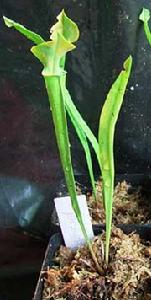 黃瓶子草 黃瓶子草