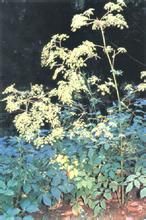 疏葉獨活 疏葉獨活