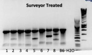 重複基因 重複基因