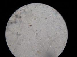 犬球蟲病 犬球蟲病