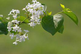 白丁香[木犀科植物]