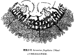 鞭腕水母 鞭腕水母