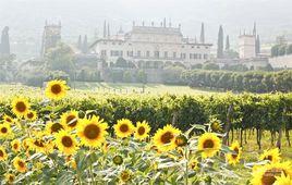 義大利白向日葵 義大利白向日葵