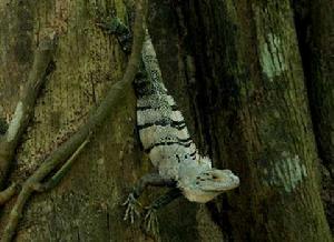 黑刺尾鬣蜥 黑刺尾鬣蜥