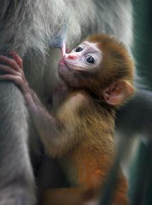 湖北省野生動物救護研究開發中心 湖北省野生動物救護研究開發中心