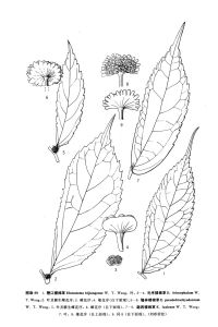隆林樓梯草 隆林樓梯草