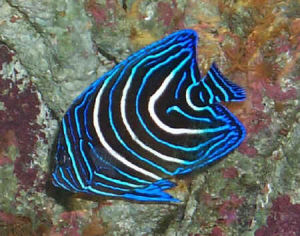 藍紋神仙 藍紋神仙