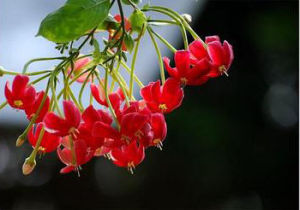 球蕊五味子 球蕊五味子