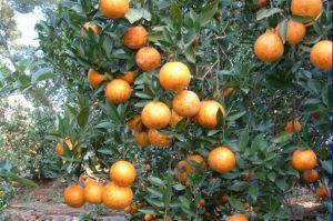 柑橘園