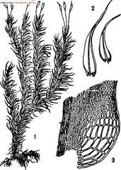 廣東錦葉蘚 廣東錦葉蘚