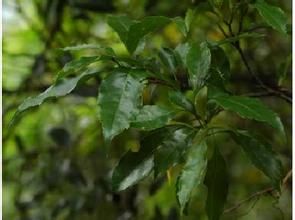 山地山龍眼 山地山龍眼