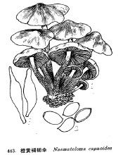 橙黃褐韌傘 橙黃褐韌傘