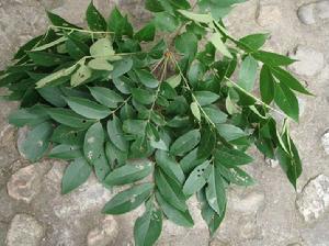 清風藤科 清風藤科