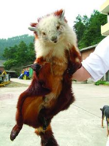 鼯鼠——棕鼯鼠