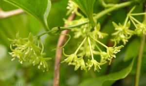 華東菝葜 華東菝葜
