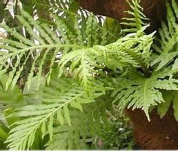 貫眾葉複葉耳蕨 貫眾葉複葉耳蕨