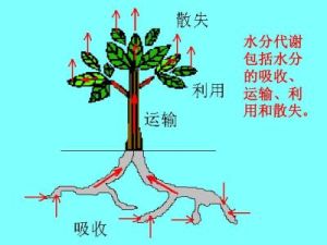 水分代謝 水分代謝