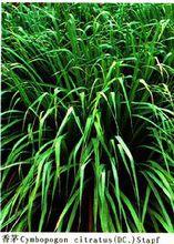 香茅草