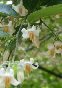 台灣安息香 台灣安息香