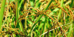 光敏感核不育基因 光敏感核不育基因