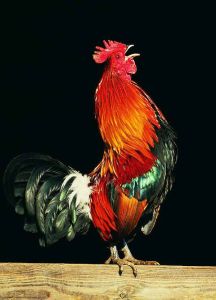 公雞打鳴[自然現象]