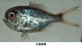 紅胸棘鯛