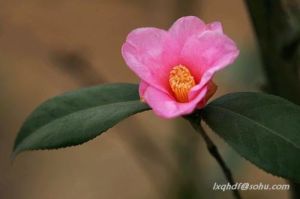 單體紅山茶 單體紅山茶