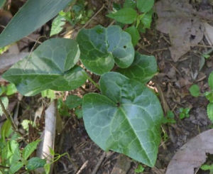 深綠細辛 深綠細辛