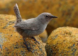 科氏鷦鷯 科氏鷦鷯