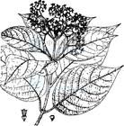 全緣葉紫珠 全緣葉紫珠