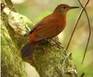 棕胸硬尾雀 棕胸硬尾雀