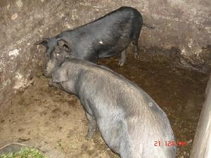 慢籠箐自然村生豬養殖業