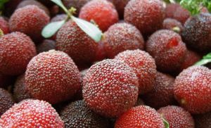 馬山楊梅採摘 馬山楊梅採摘